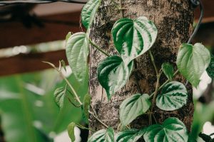 4 Masker Daun Sirih, Bisa Jaga Kesehatan Kulit