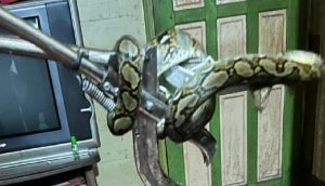 Hewan Liar Banjir Kalsel