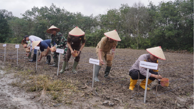 Penanaman Jagung Serentak Balangan
