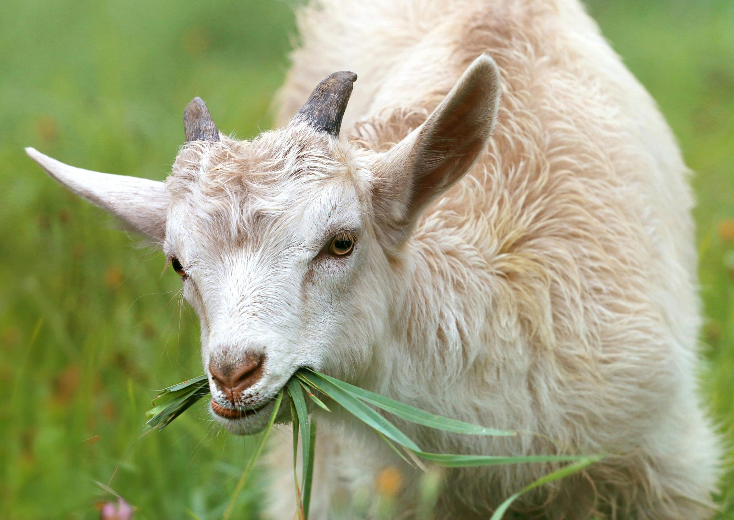 Hukum Aqiqah 1 Ekor Kambing untuk Anak Laki-laki